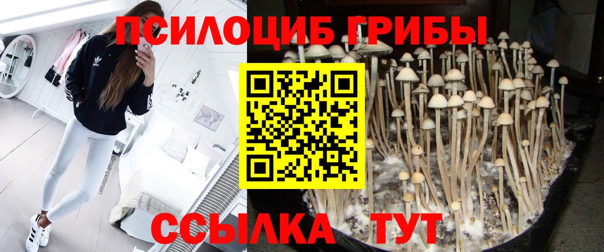 Псилоцибиновые грибы Cubensis Сосновоборск